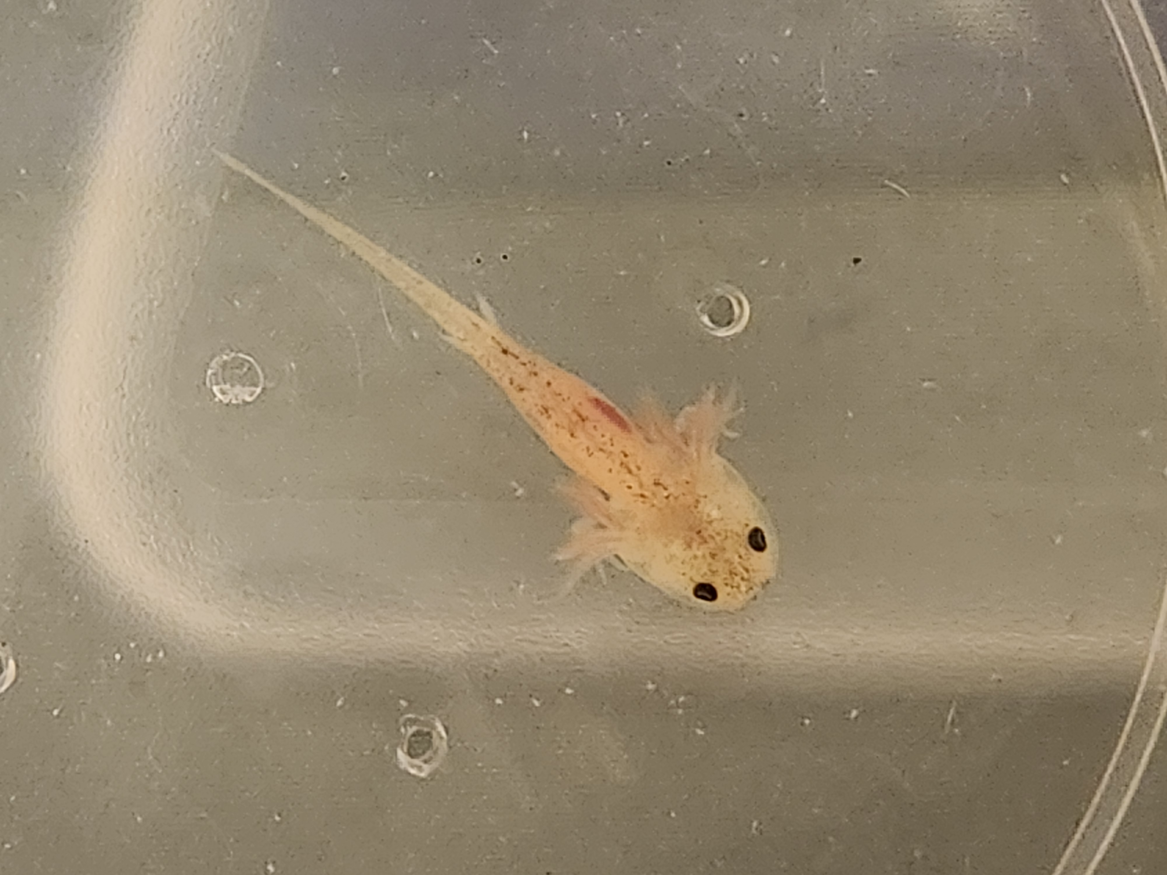 Axolotl Bottom